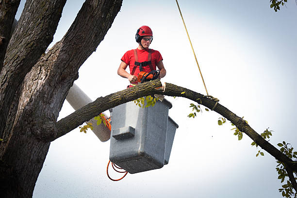 Best Stump Grinding and Removal  in USA